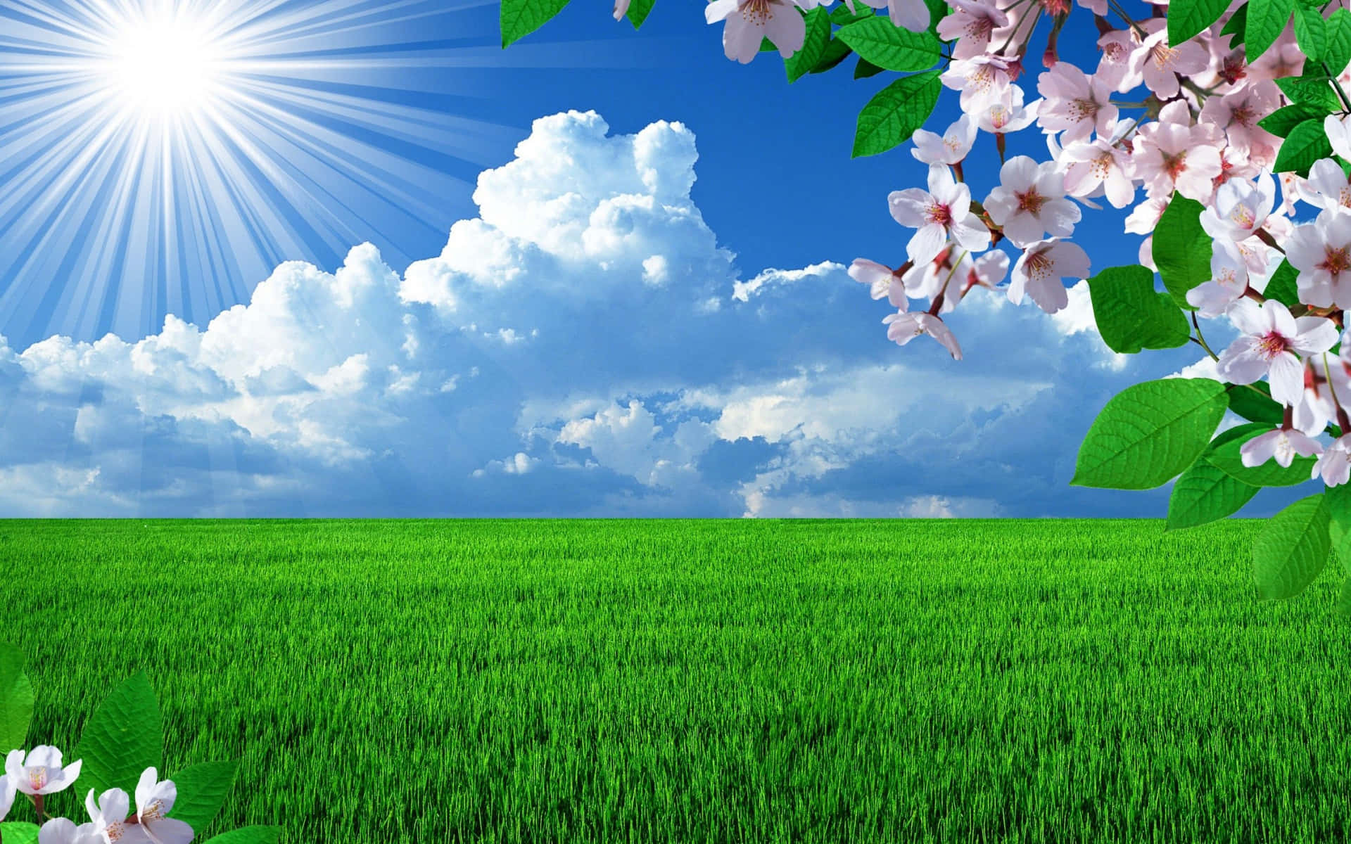 Lush Spring Grass Under a Bright Blue Sky Wallpaper