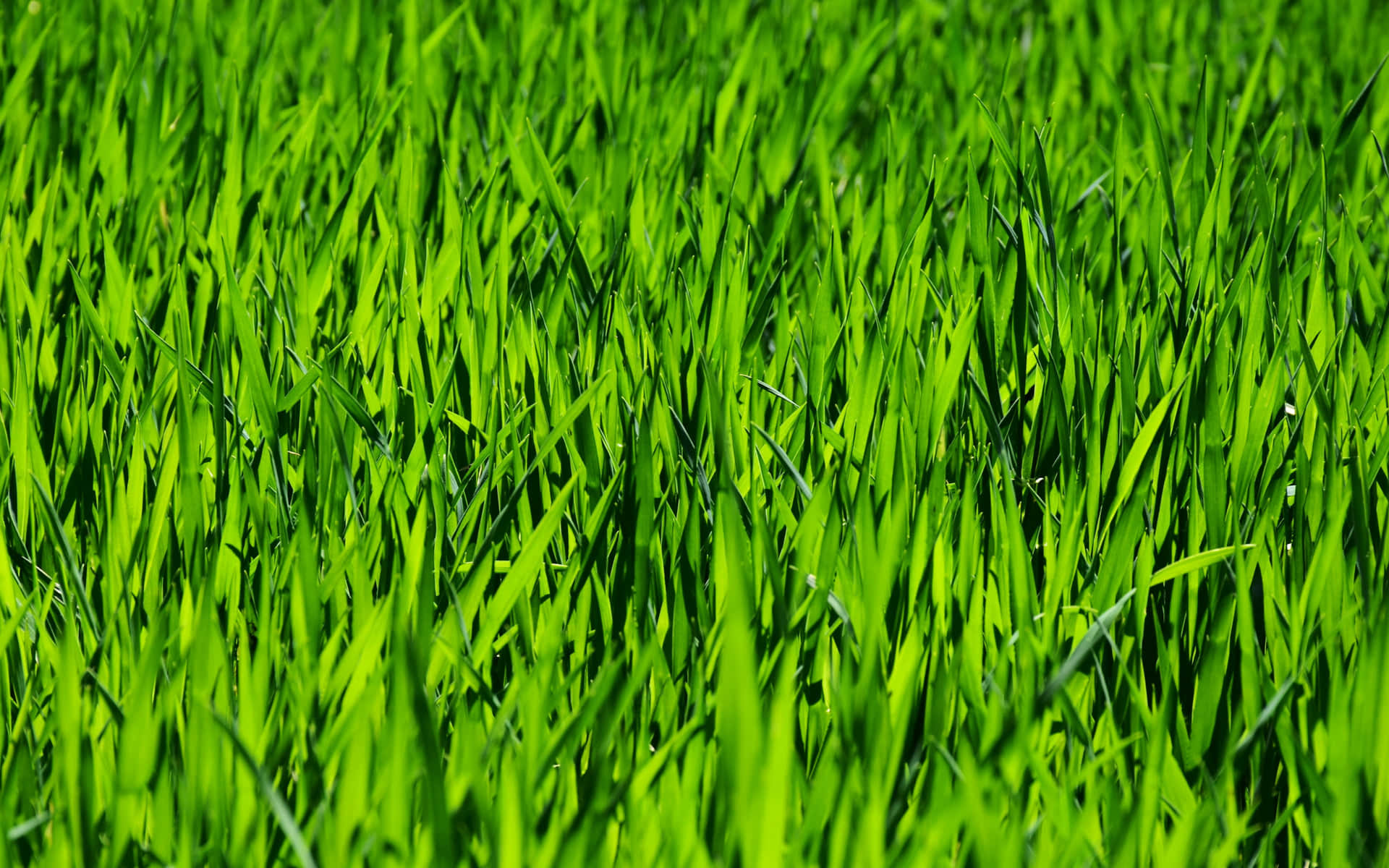 Beautiful Lush Green Spring Grass Wallpaper