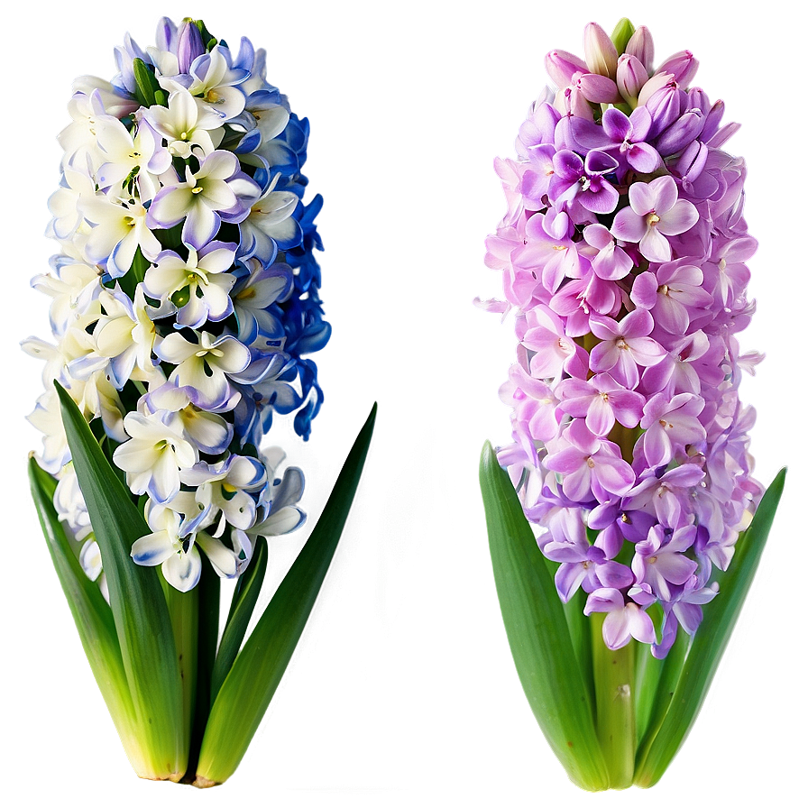 Spring Hyacinth Flower Png 79 PNG