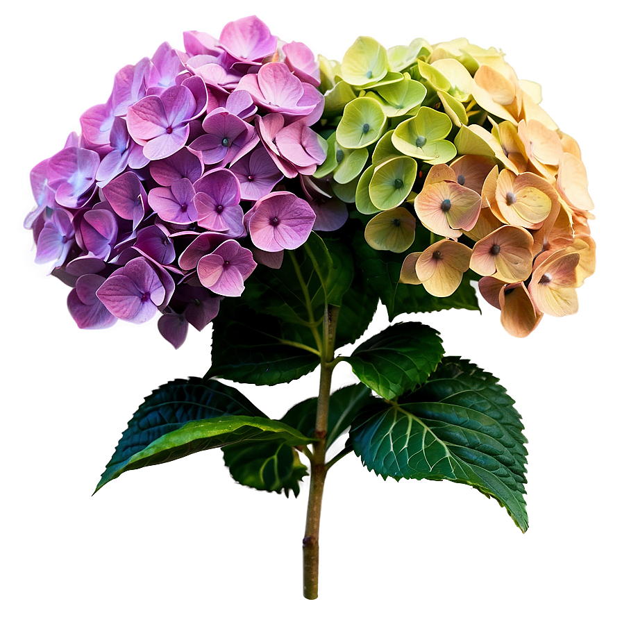 Spring Hydrangea Png Hqd62 PNG