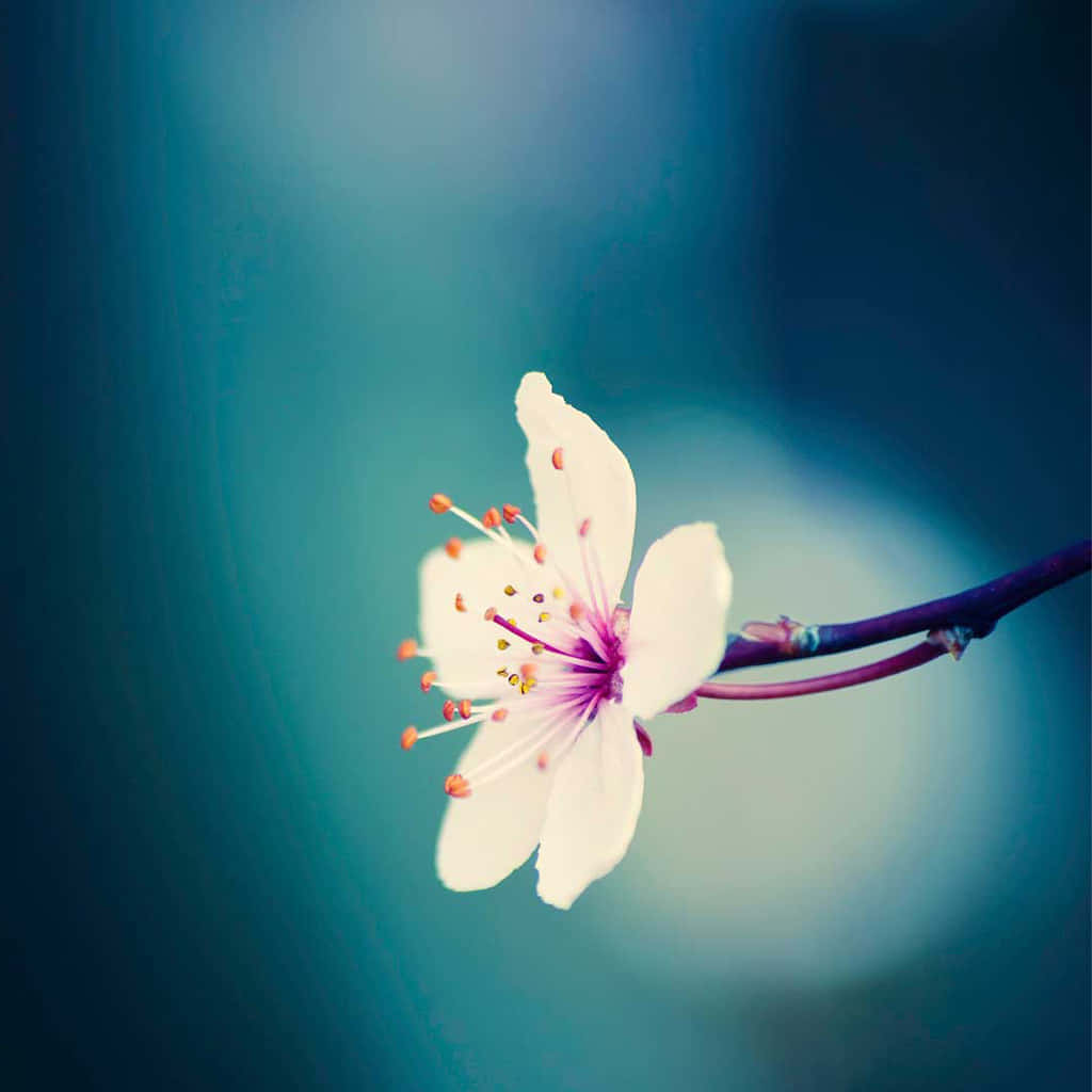 Single Spring Flower iPad Wallpaper