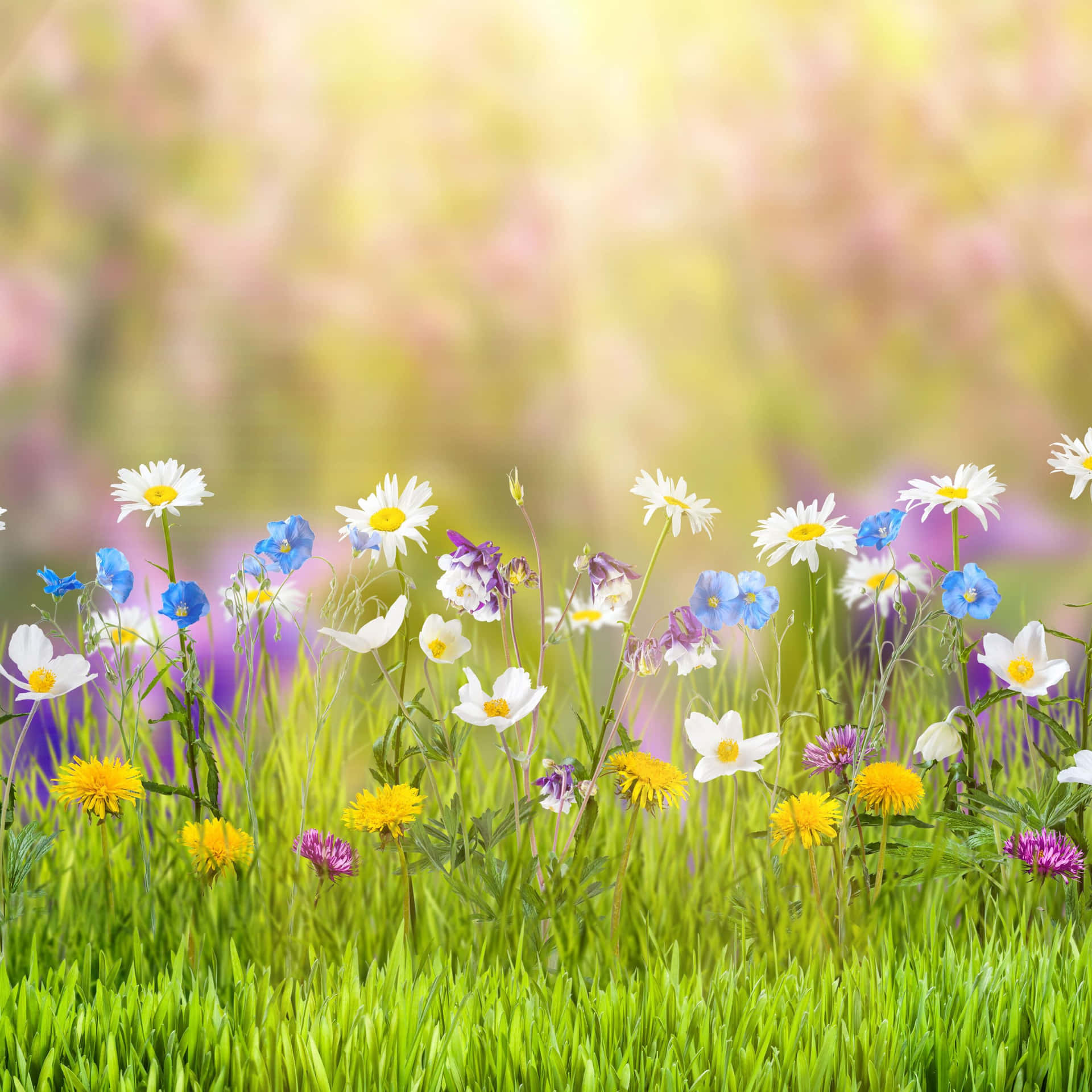 Nyd den smukke forårspop af forår med en iPad! Wallpaper