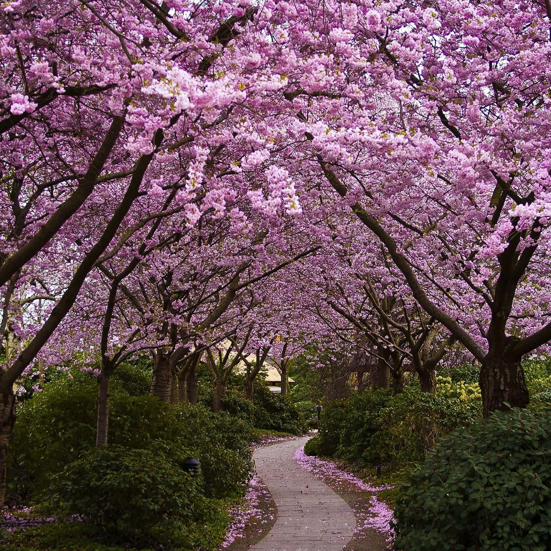 Spring Cherry Blossom Trees iPad Wallpaper