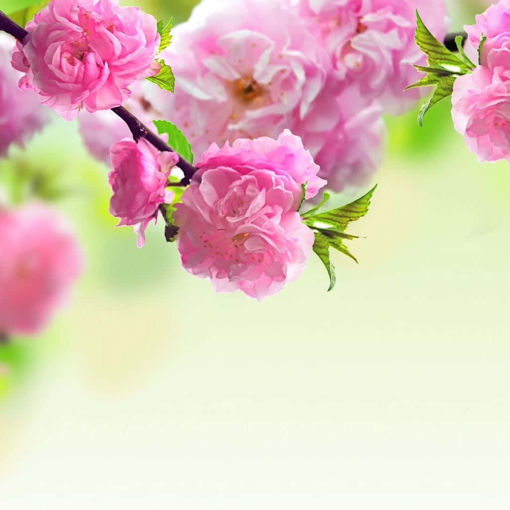 Spring Pink Flowers iPad Wallpaper