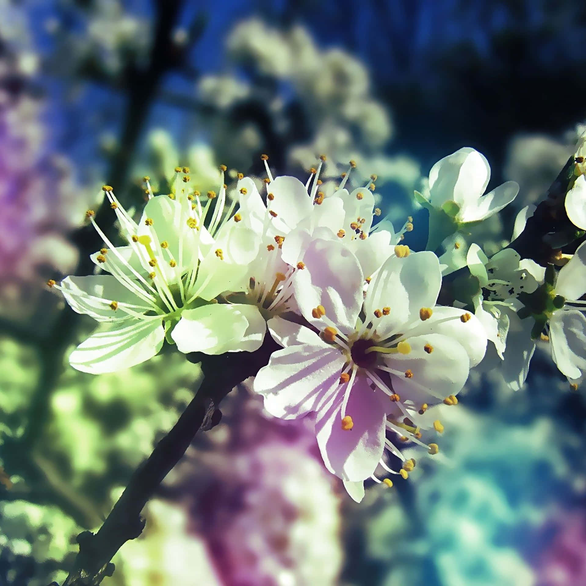 White Cherry Blossom Spring iPad Wallpaper