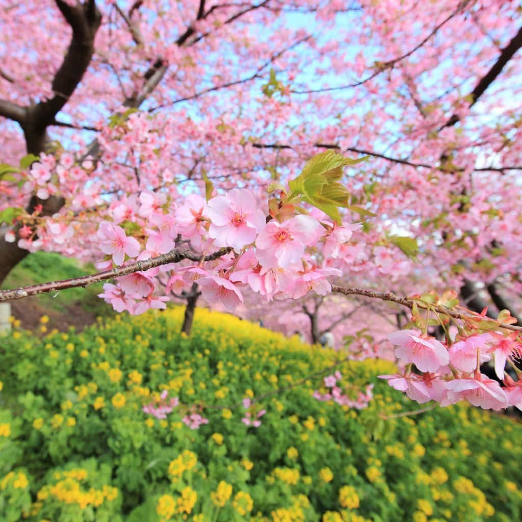 Alberodi Primavera Rosa Pastello Per Ipad. Sfondo
