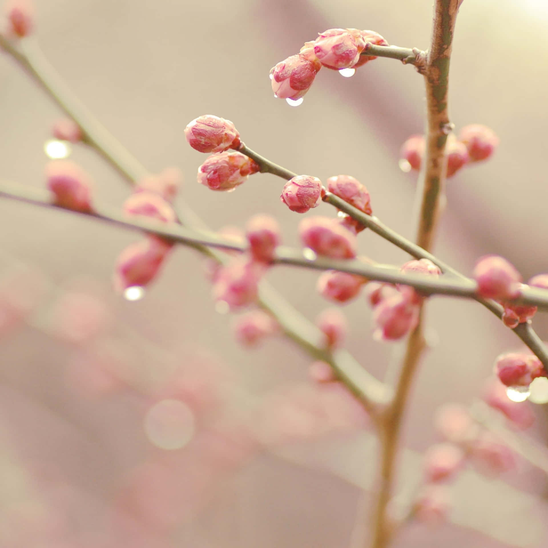En gren med pink blomster Wallpaper
