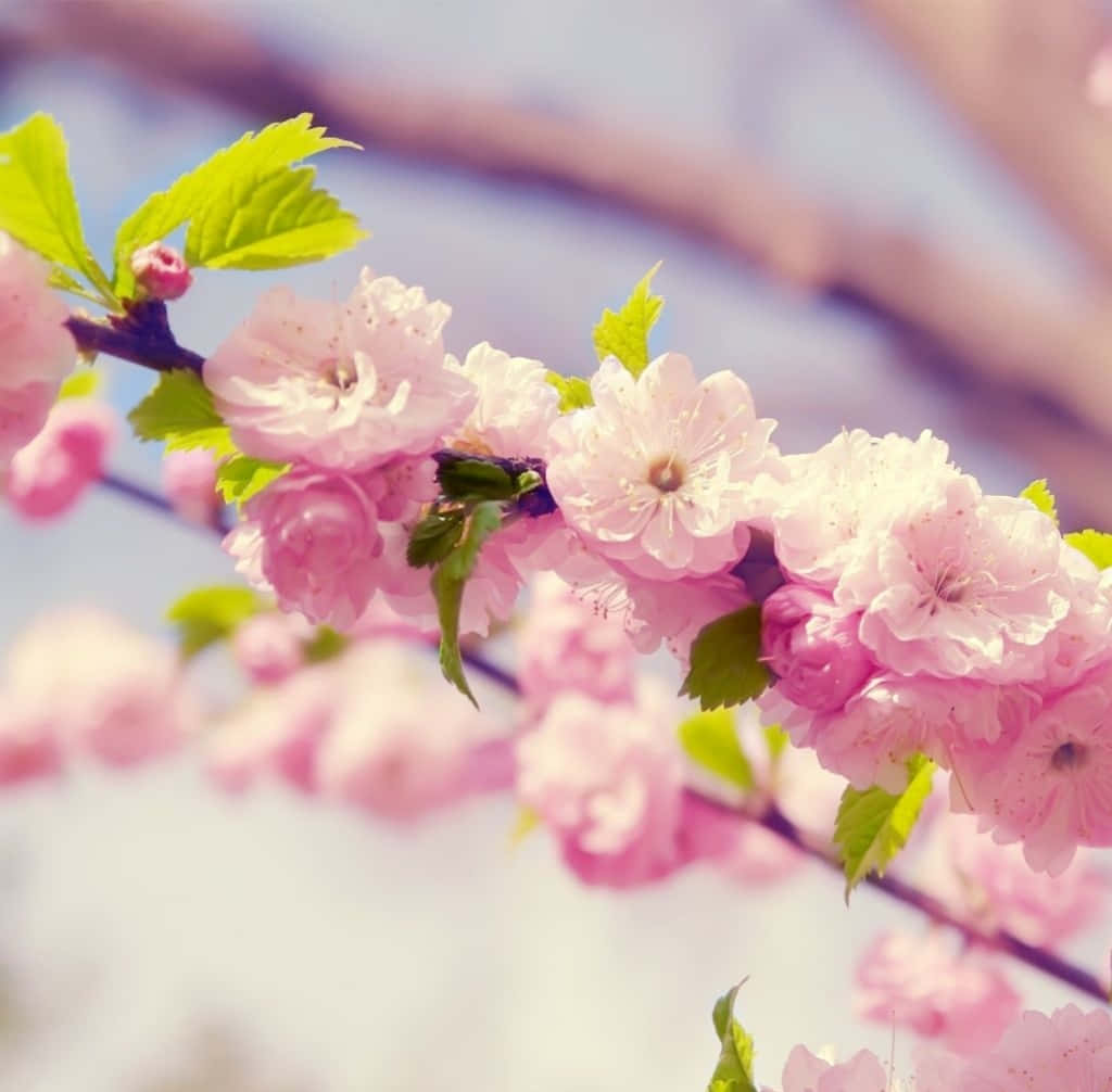 Blomstrende Forår Kirsebærblomst iPad Wallpaper Wallpaper