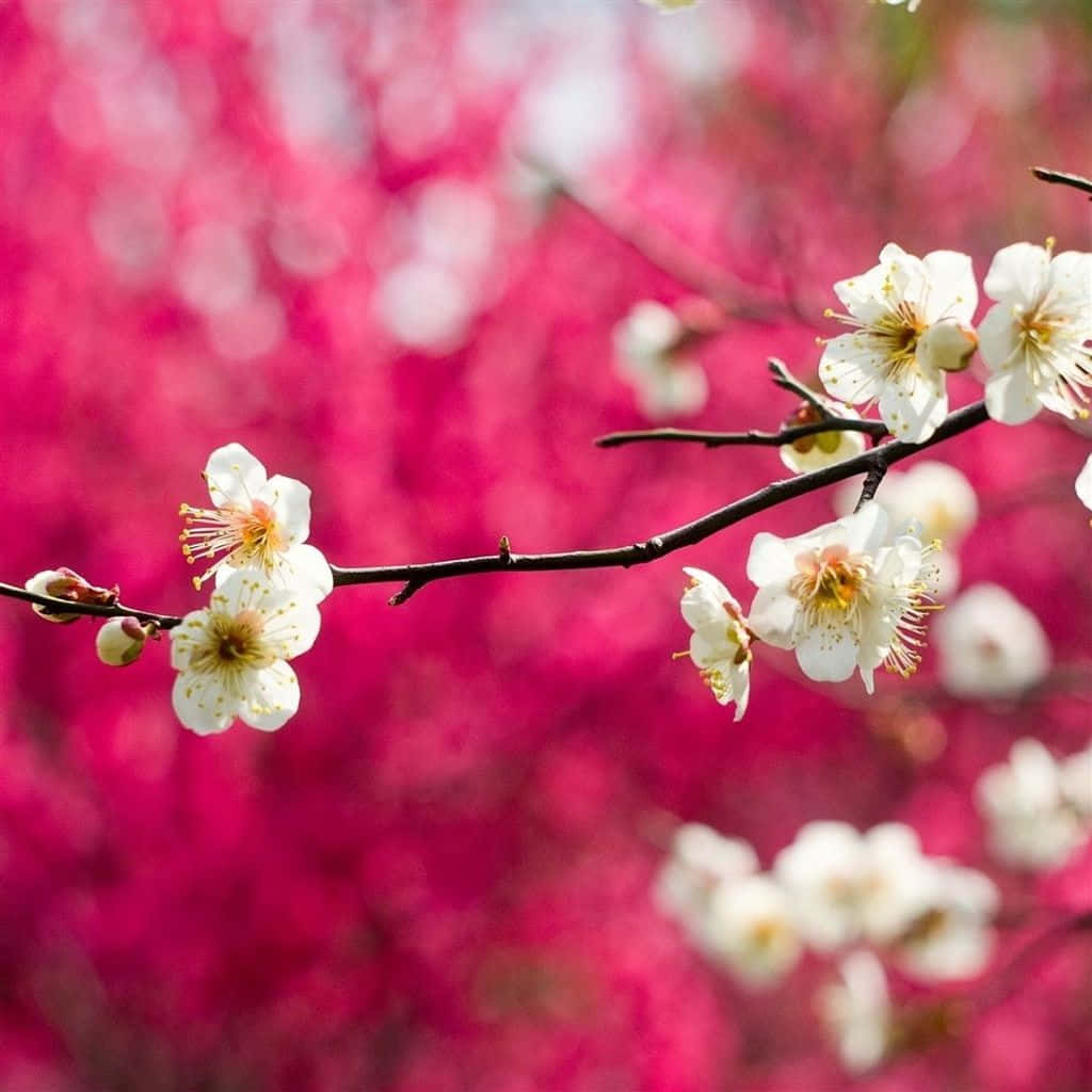 Unveil the Beauty of Spring with an iPad Wallpaper