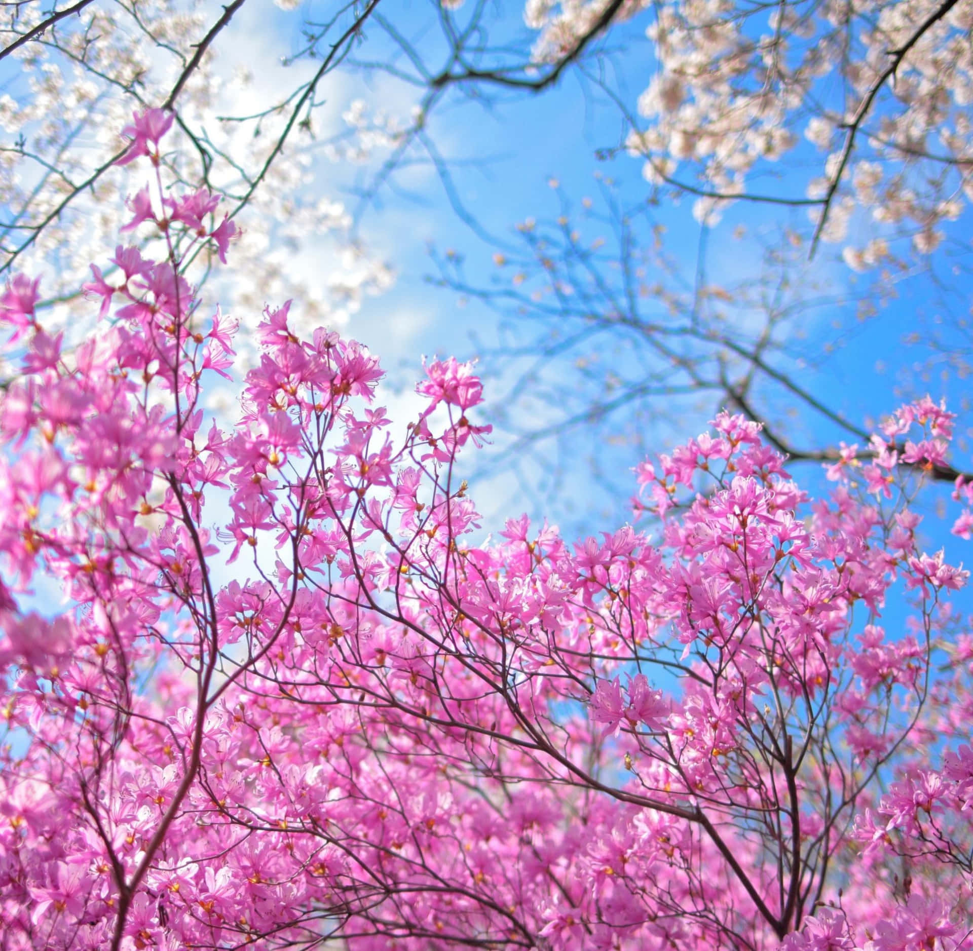 Einefarbenfrohe Grafik Eines Landschaftsgemäldes, Das Einen Strahlenden Frühlingstag In Einem Blühenden Apfelgarten Darstellt. Wallpaper