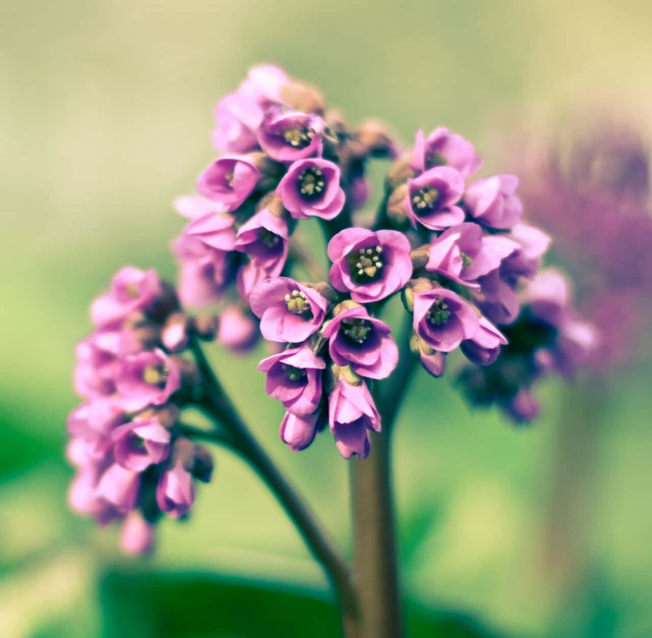 A Close Up Of A Purple Flower Wallpaper