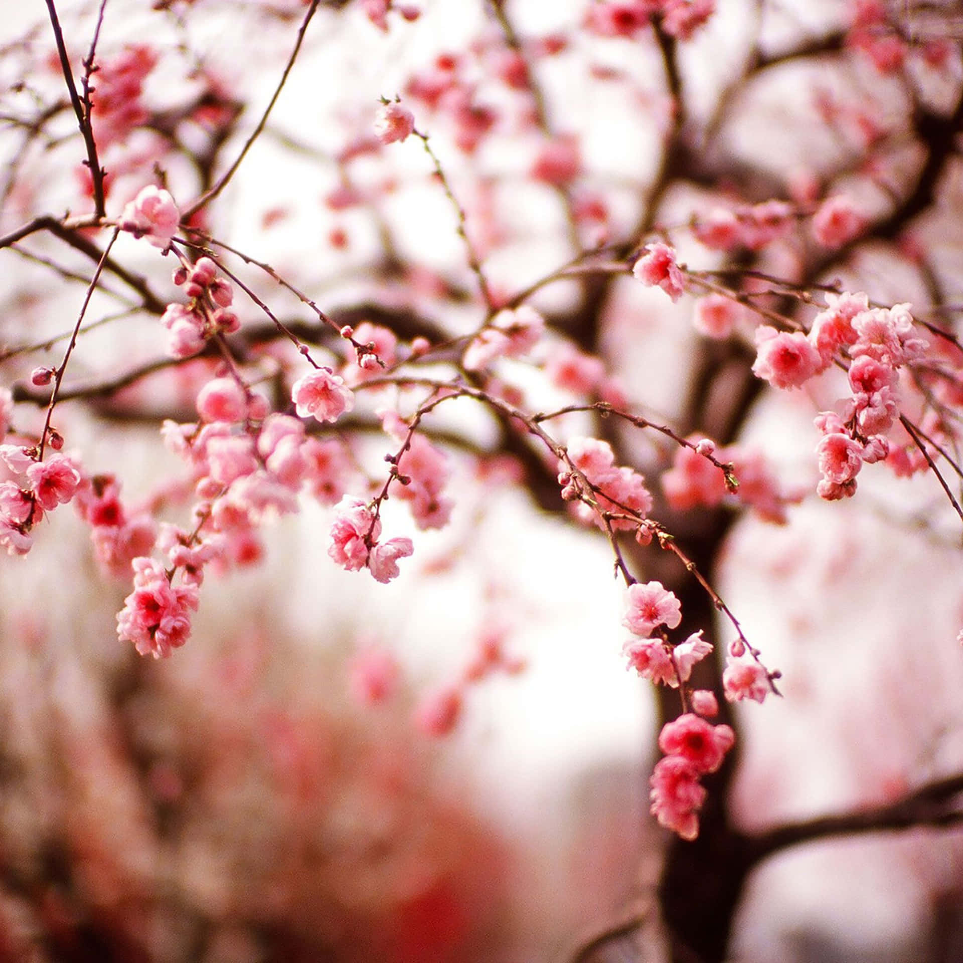 Nærbillede af kirsebærblomster forår iPad Wallpaper