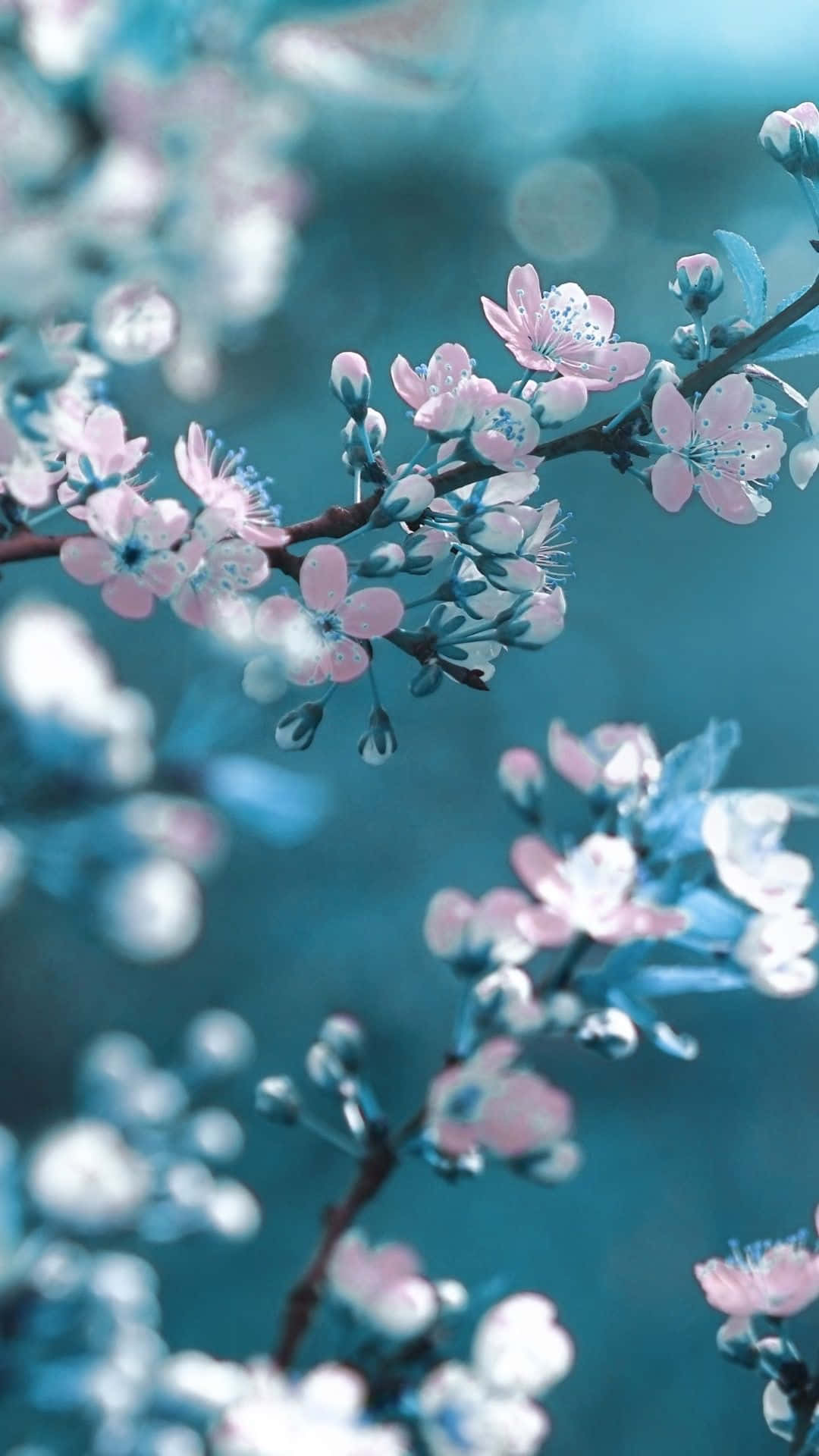 Spring Iphone Background