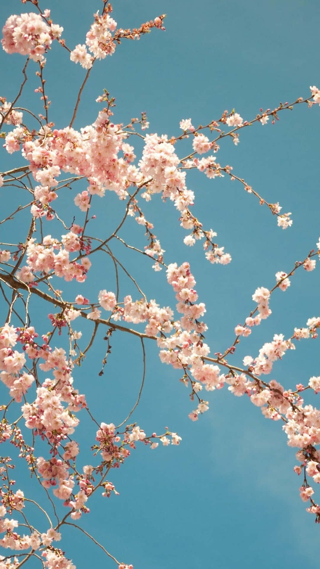 Njutav Vårens Skönhet Med Denna Livfulla Bakgrundsbild För Iphone.