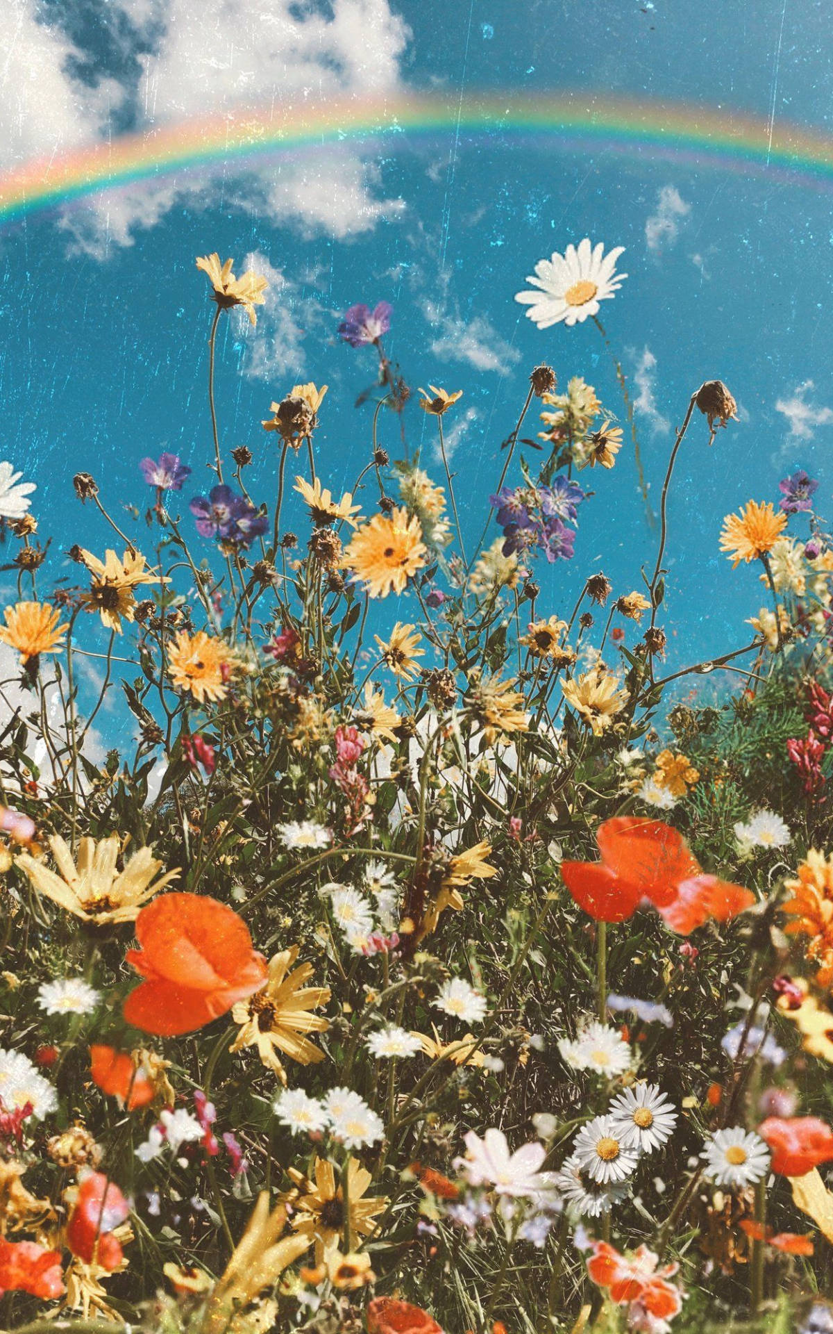 Frühlingblumen Mit Regenbogen Für Das Iphone. Wallpaper