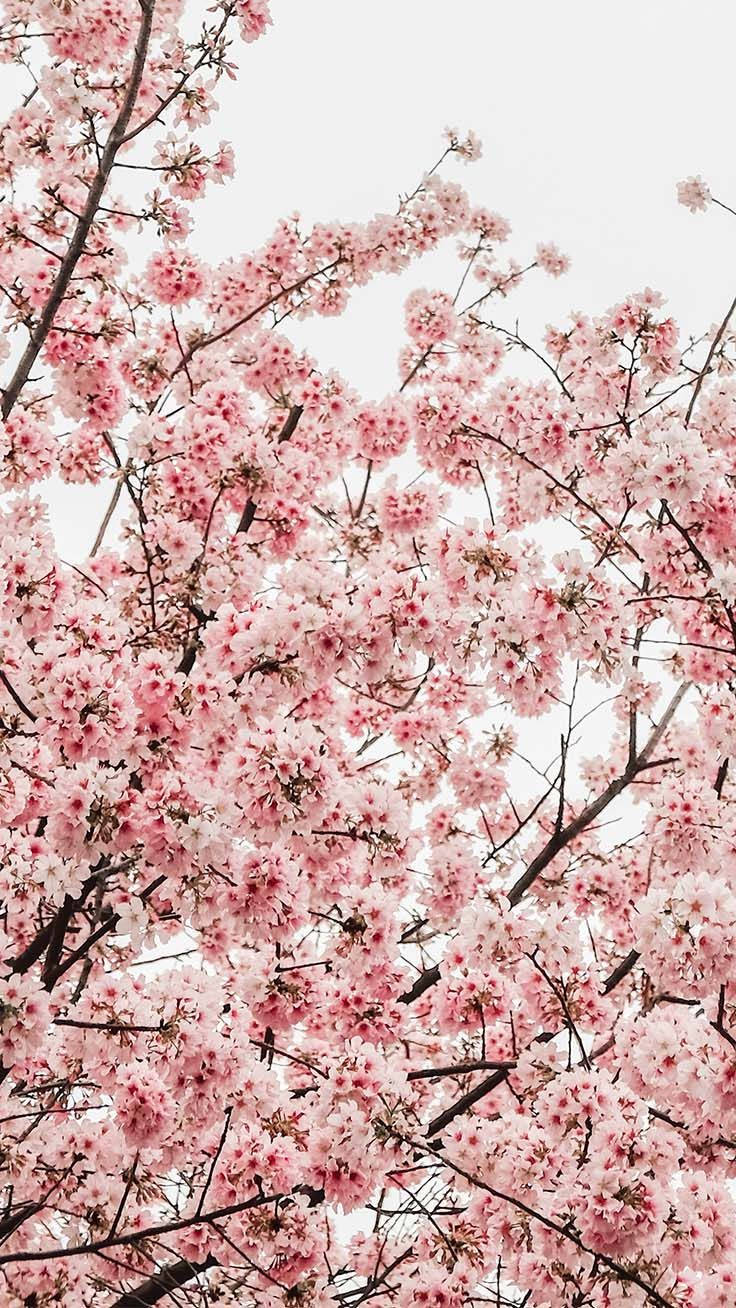 Frühlingsiphone-hintergrund Mit Pastellen Kirschblüten. Wallpaper