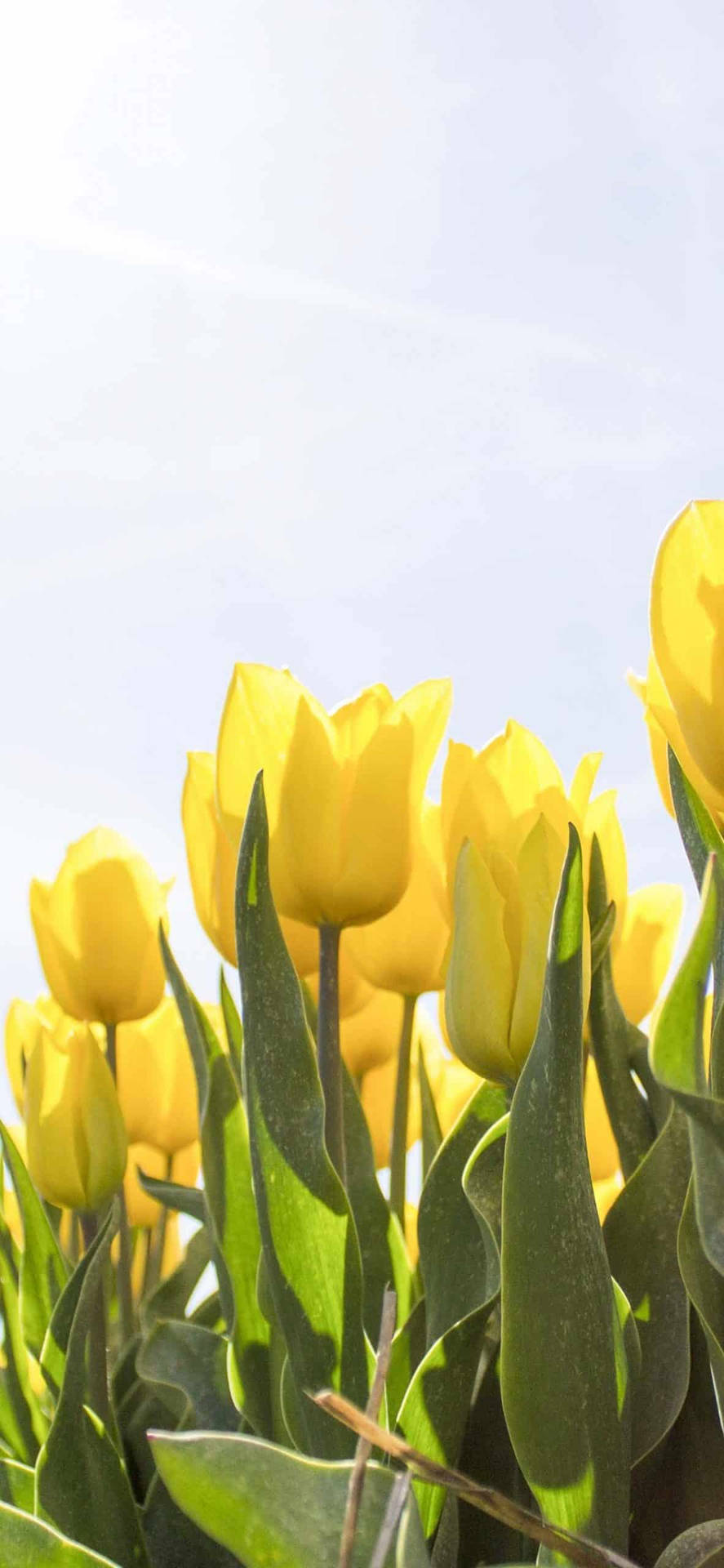 Frühlingiphone Gelbe Tulpen Wallpaper