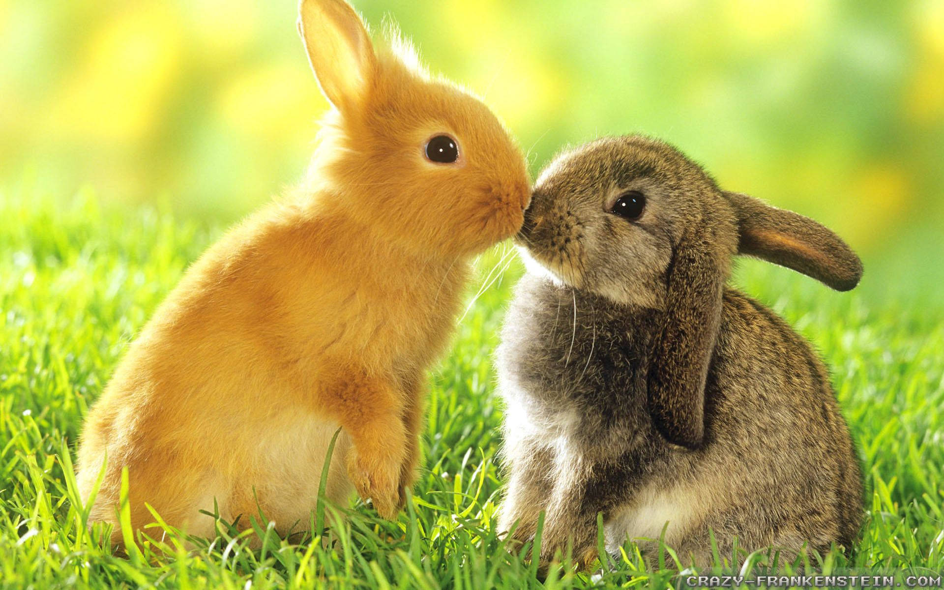 Photo  Two adorable bunnies share a springtime kiss. Wallpaper