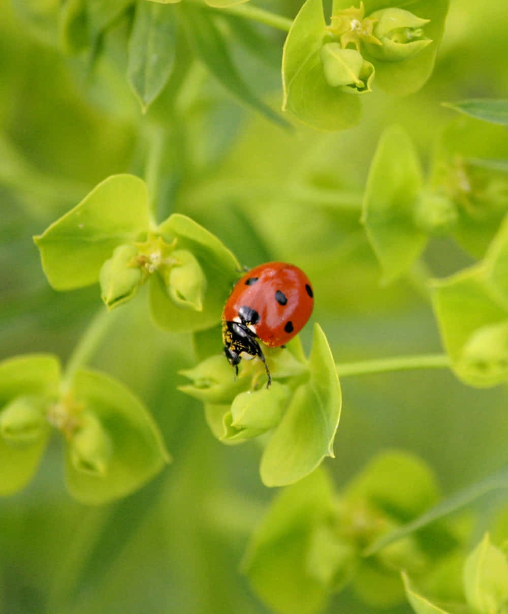 Vibrant Spring Ladybugs on Green Leaves Wallpaper