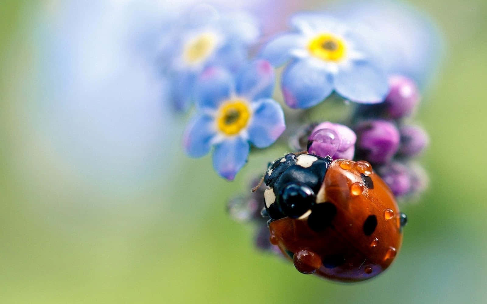 A group of colorful ladybugs crawling on a branch amid blooming flowers during spring Wallpaper