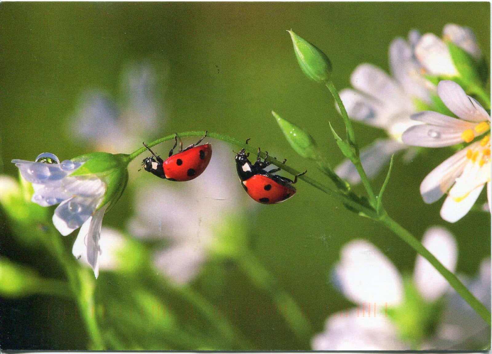 Spring Ladybugs on a Leaf Wallpaper