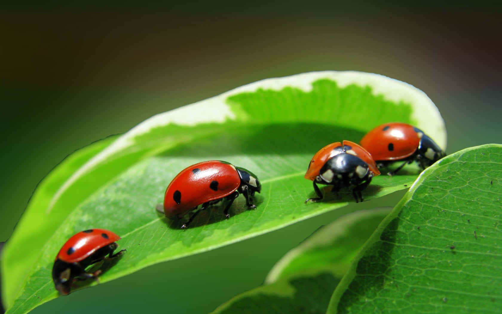 Springtime Ladybugs on Fresh Green Leaves Wallpaper
