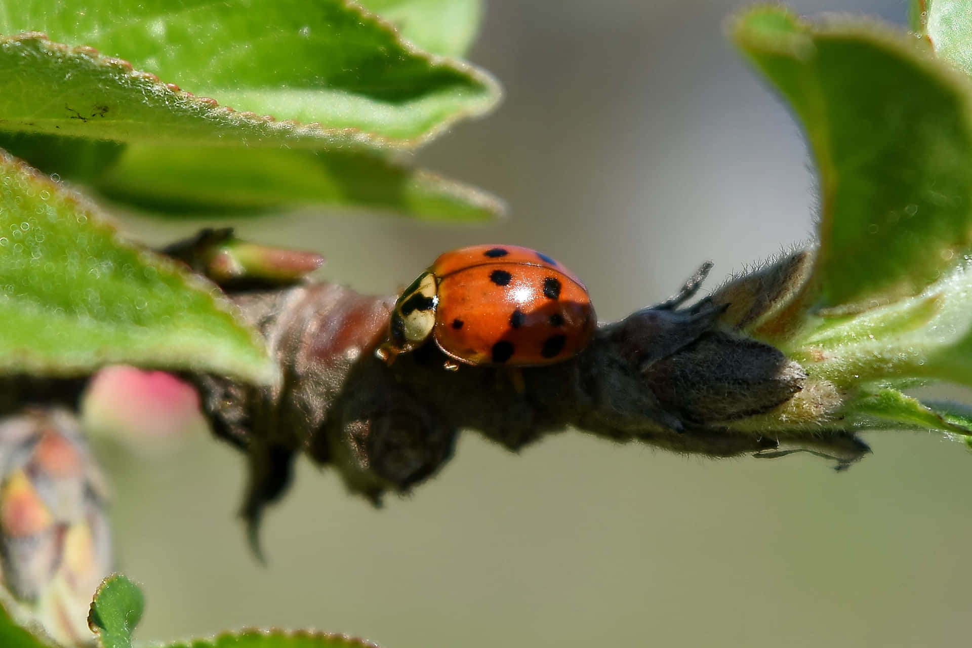 A Ladybug's Journey Through Spring Wallpaper