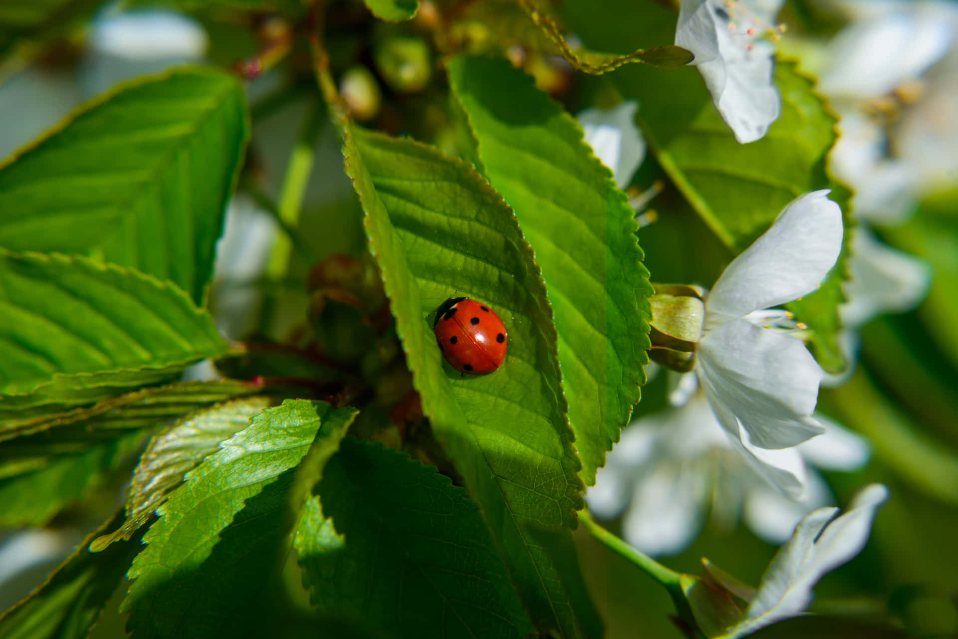 Vibrant Spring Ladybugs on Fresh Green Leaves Wallpaper