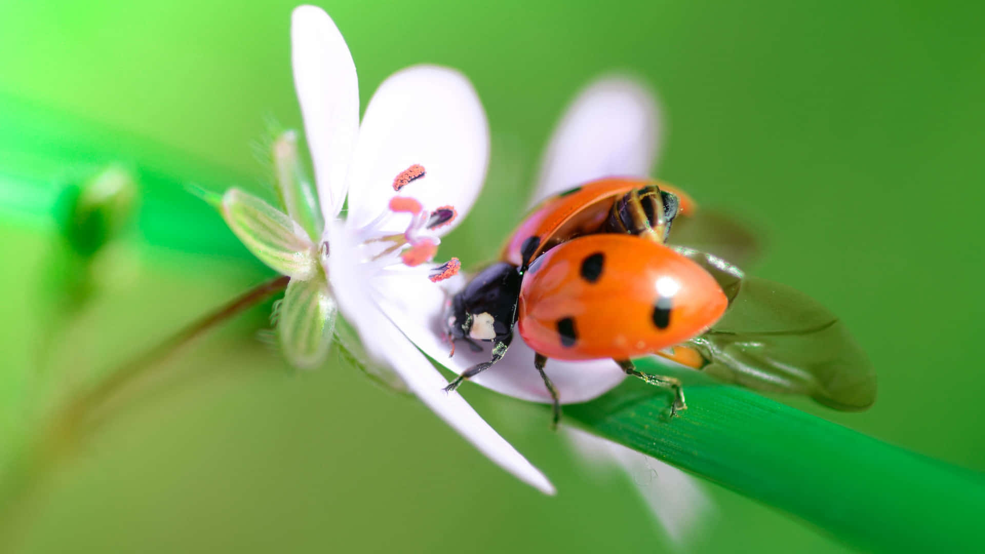 Spring Ladybugs: A Close-Up Encounter Wallpaper