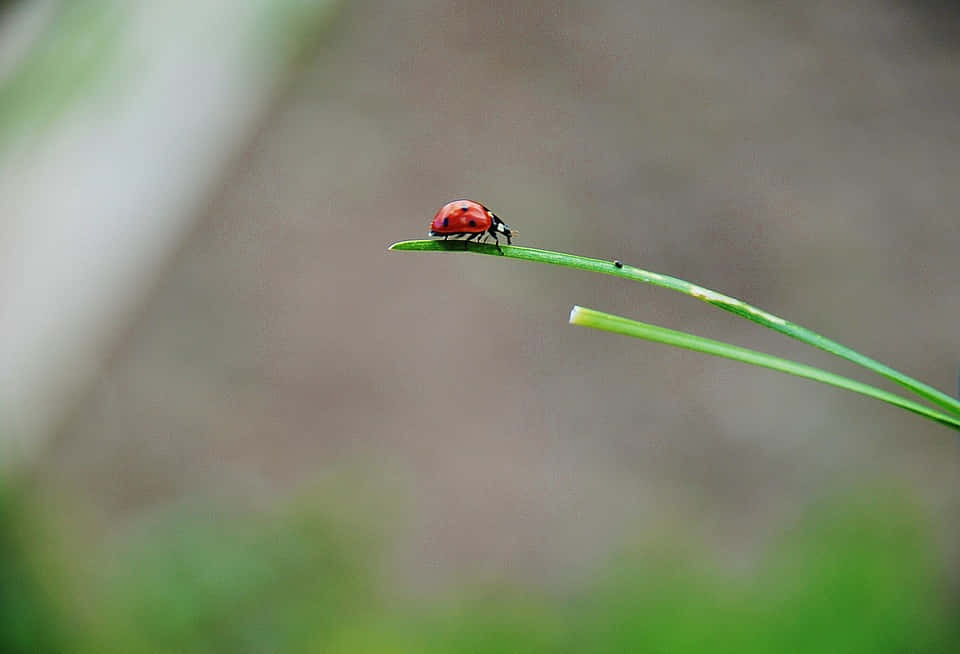 A close-up view of ladybugs on a branch with green leaves during spring Wallpaper