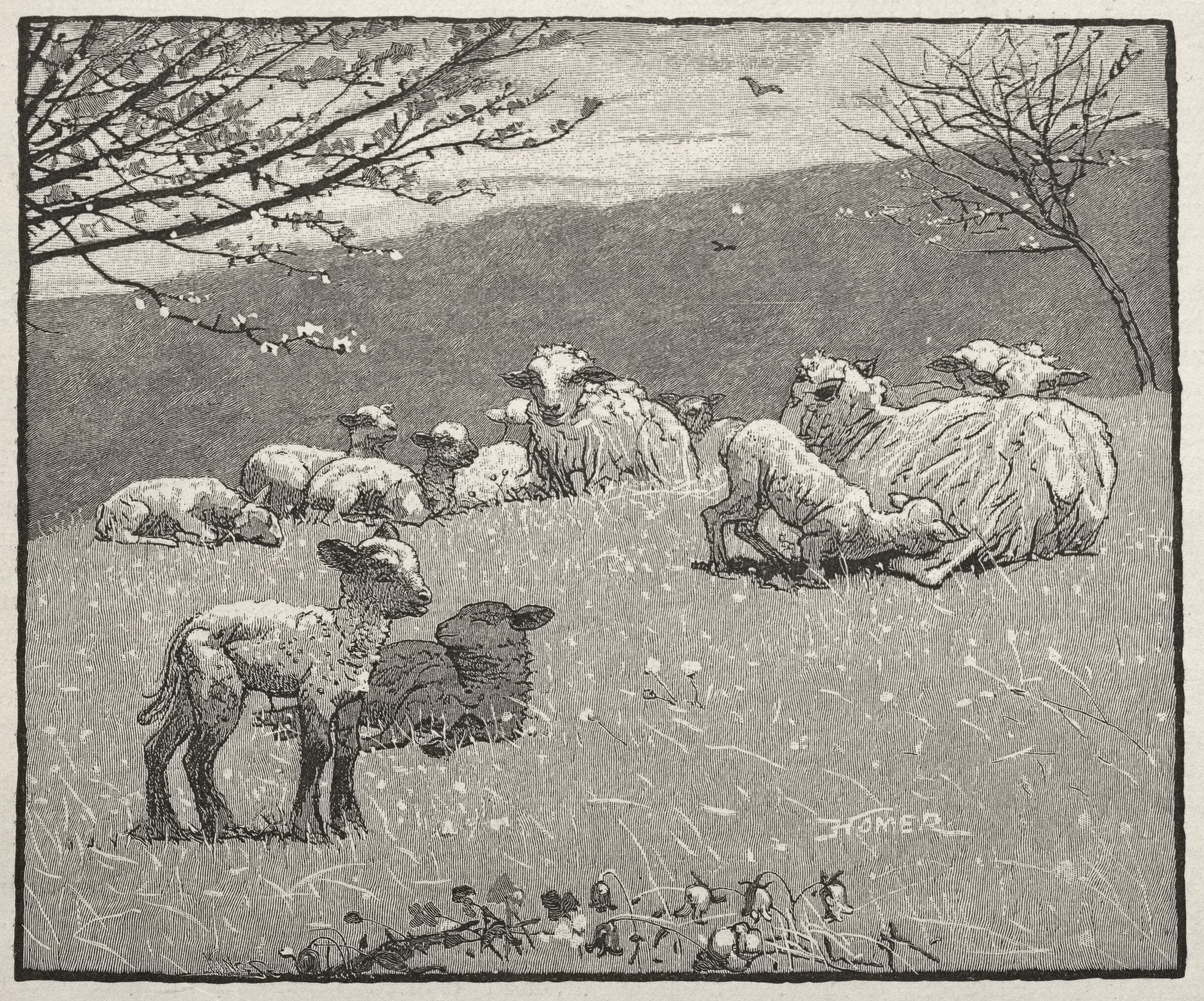 Spring Lamb Wallpaper