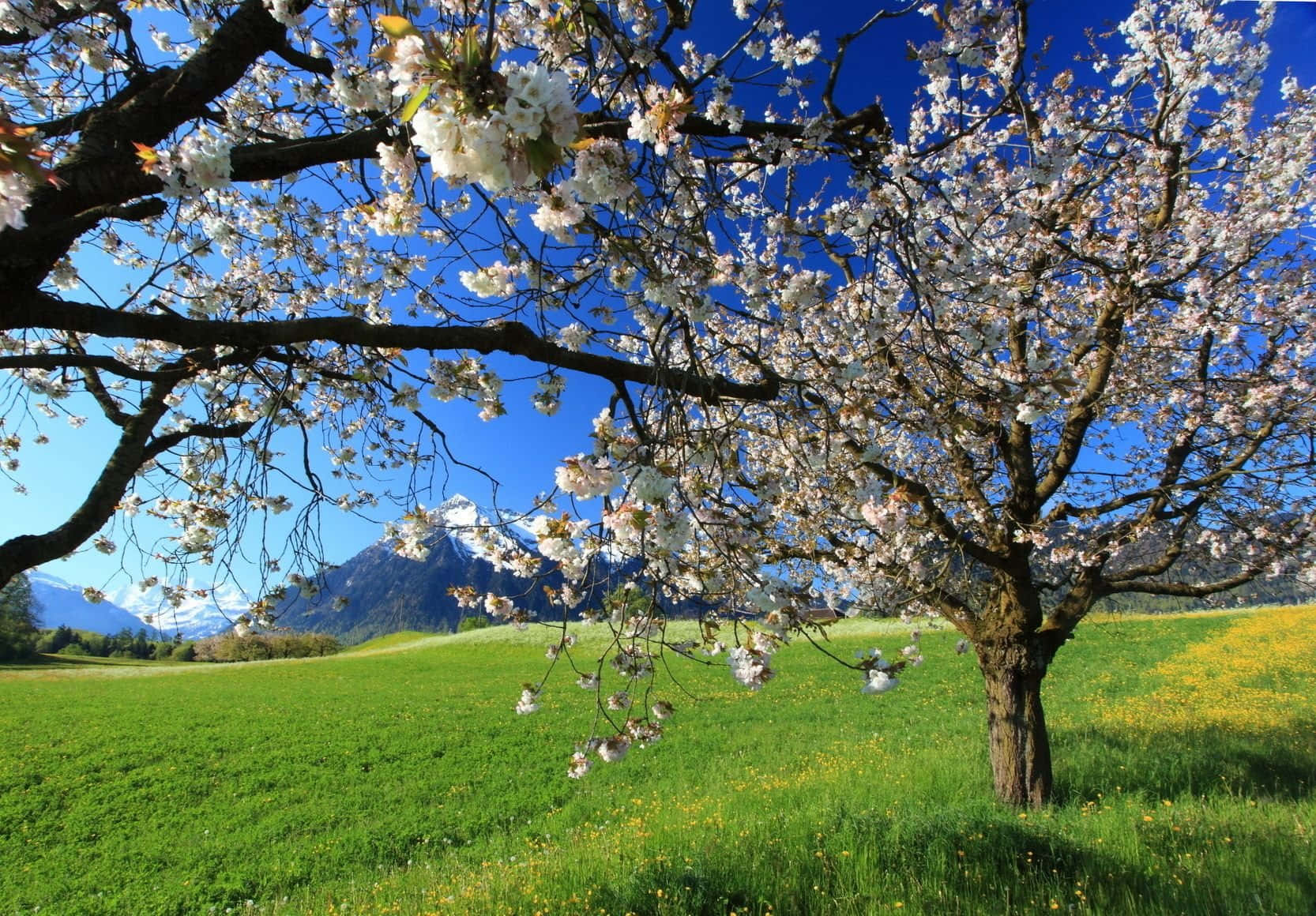 Hermosopaisaje De Primavera Con Árboles Florecientes Y Un Campo Verde Vibrante. Fondo de pantalla
