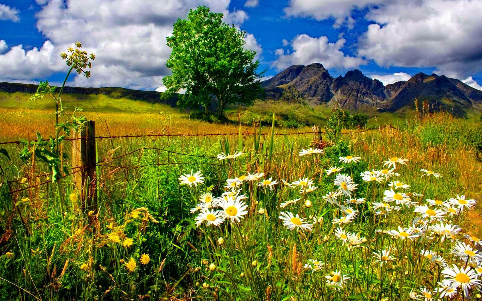 Adembenemend Lente Landschap Met Kersenbloesems Achtergrond