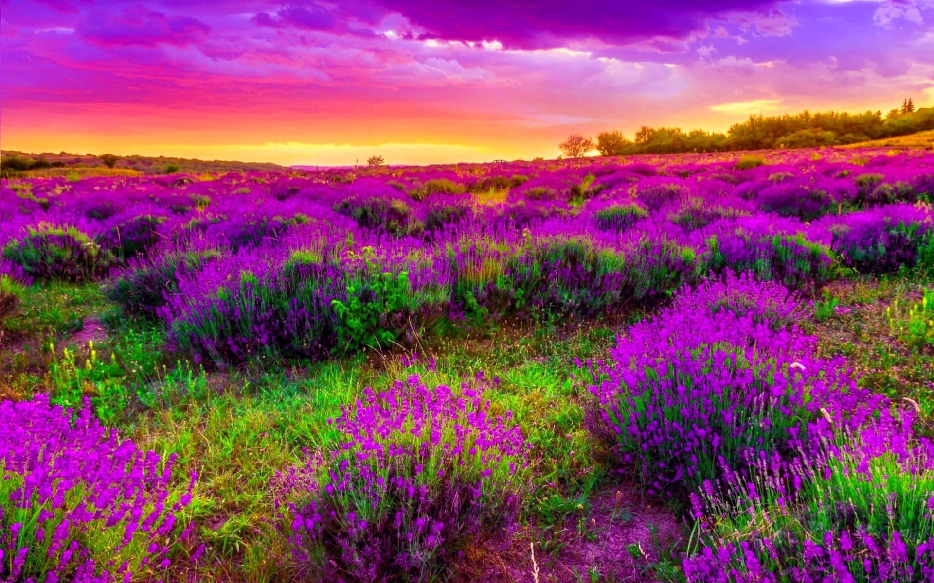 Captivating Spring Landscape with Lush Fields and Blue Sky Wallpaper