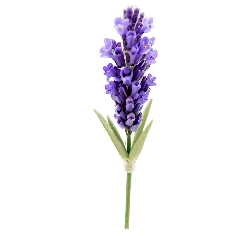 Spring Lavender Flower Png Hhn67 PNG