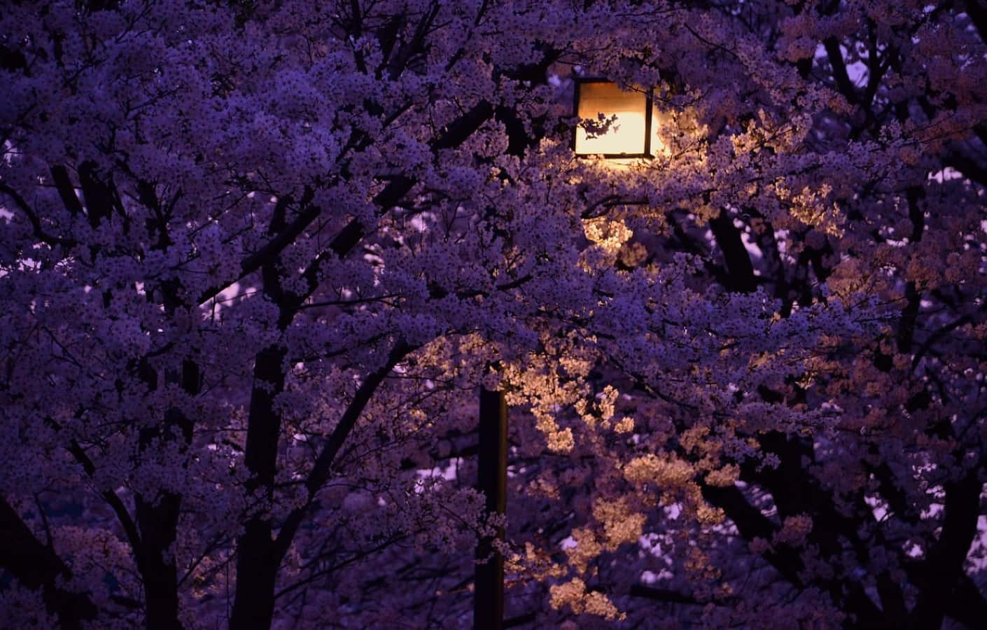 Deslumbrantesluces Primaverales Iluminando Un Sereno Sendero En El Bosque. Fondo de pantalla