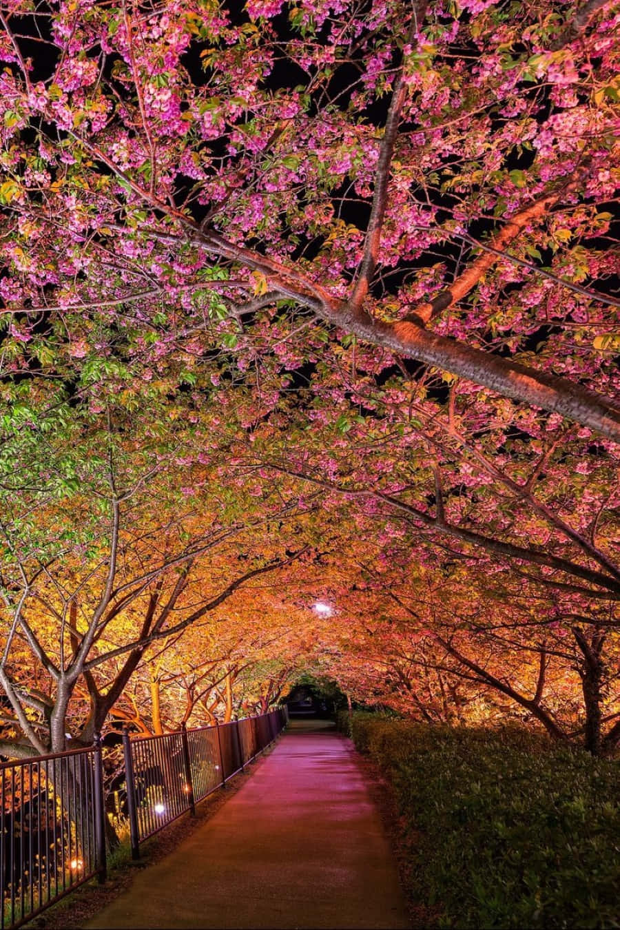 Enchanting Spring Evening Wallpaper