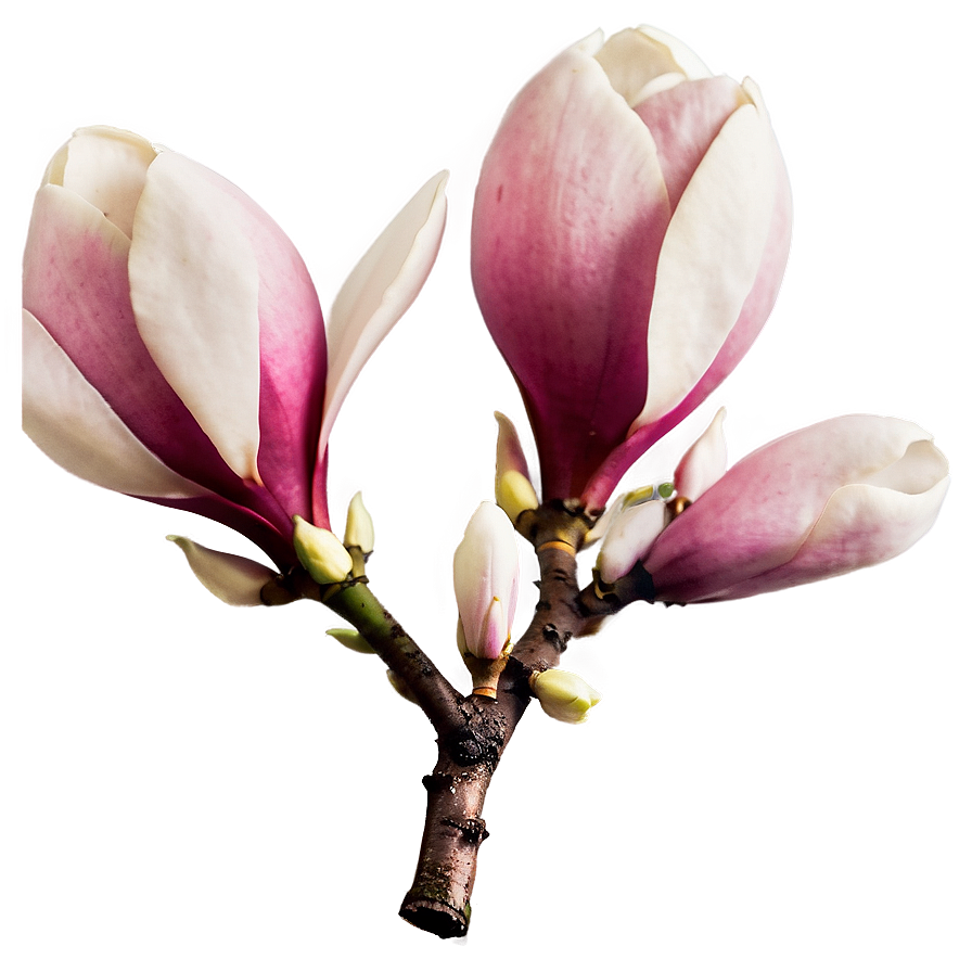 Spring Magnolia Bloom Png Sob PNG