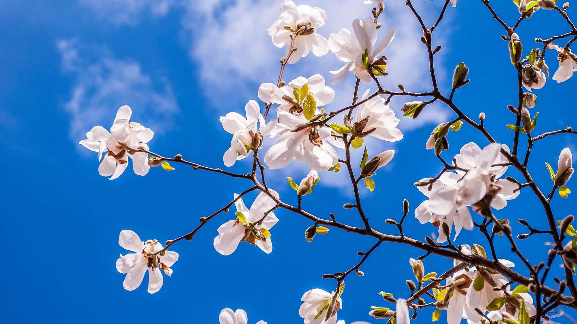 Spring Magnolia Flowers And Blue Sky Wallpaper