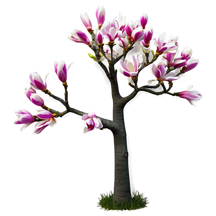 Spring Magnolia Tree Png 06212024 PNG