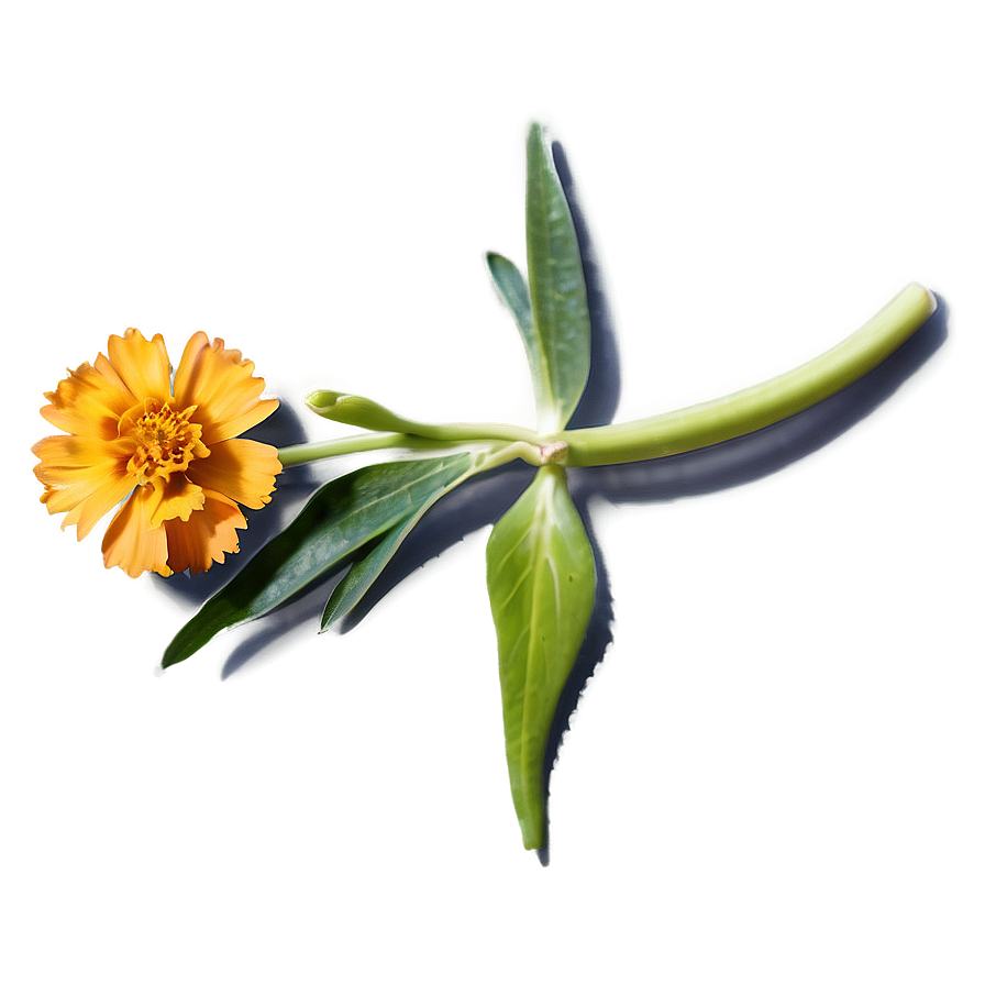 Spring Marigold Flower Png 06272024 PNG