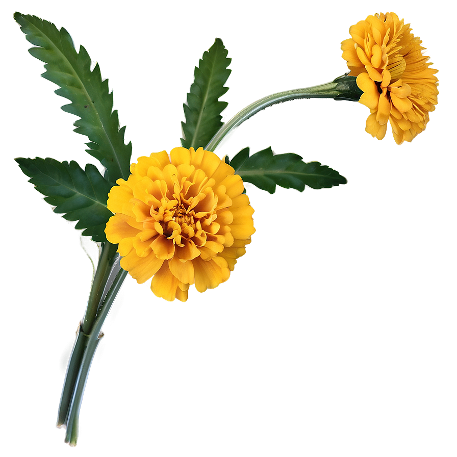 Spring Marigold Flower Png 33 PNG