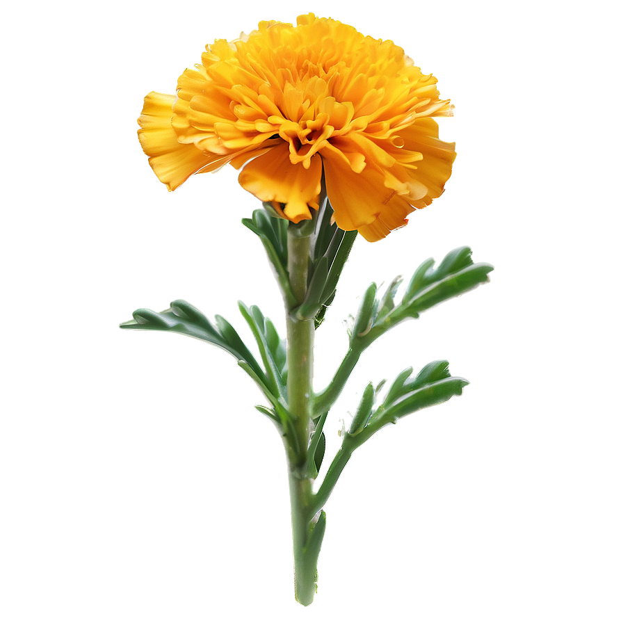 Spring Marigolds Bloom Png Uws41 PNG