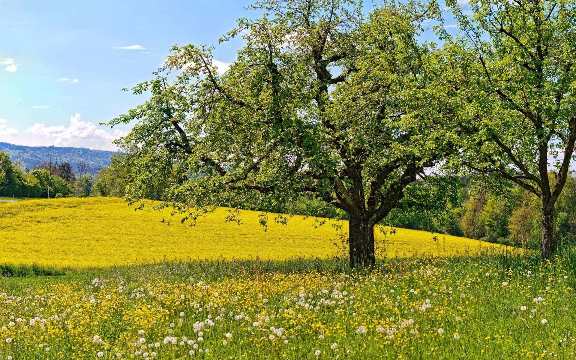 Betoverend Lentemeadow Landschap Achtergrond