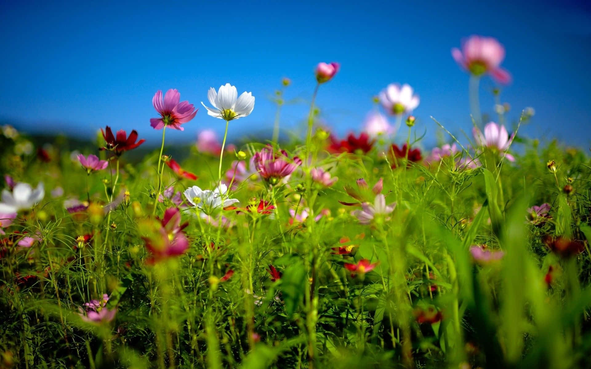 Download Beautiful Spring Meadow Scenery Wallpaper | Wallpapers.com