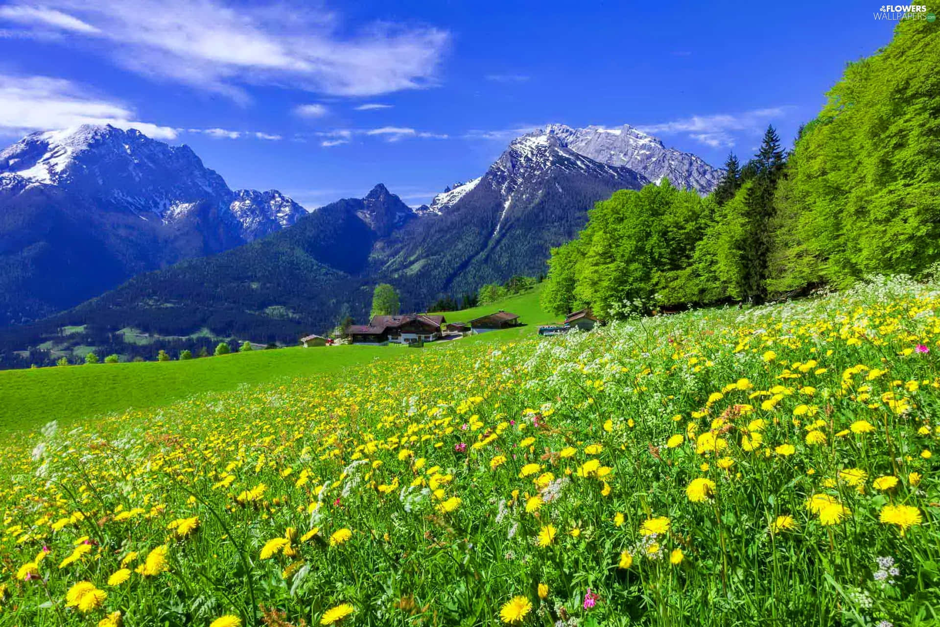 Serene Spring Meadow Wallpaper