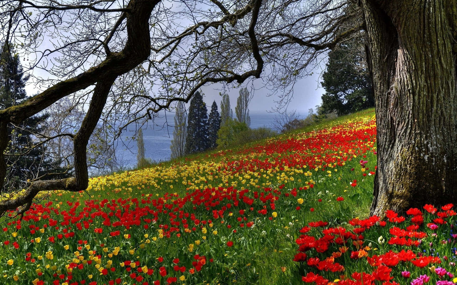 Scenic Spring Meadow with Vivid Flowers and Blue Sky Wallpaper