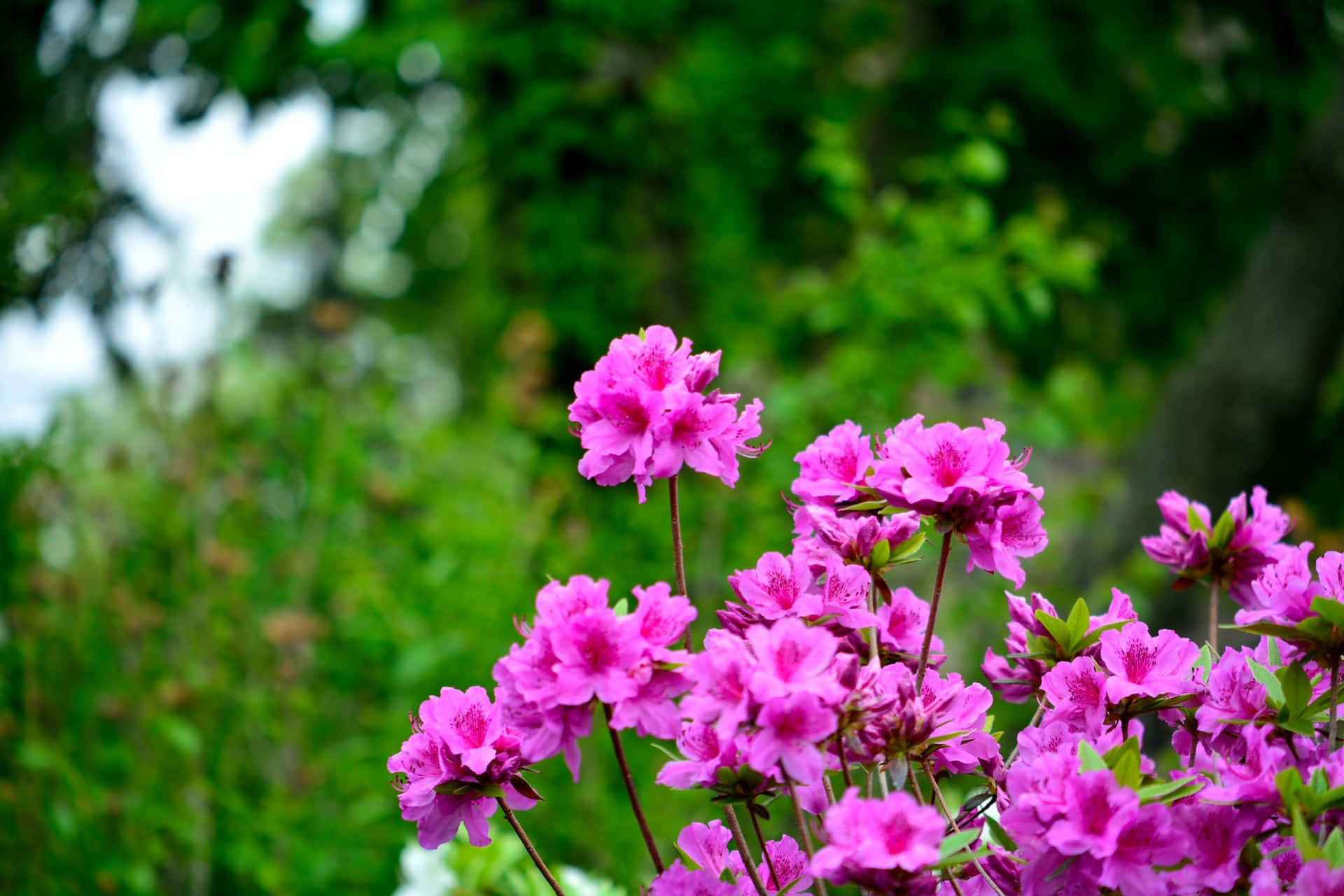 Caption: A breathtaking view of Spring Meadow Wallpaper