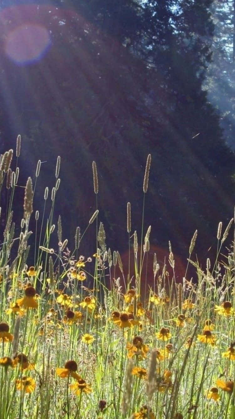 Beautiful Spring Meadow with Blooming Flowers Wallpaper