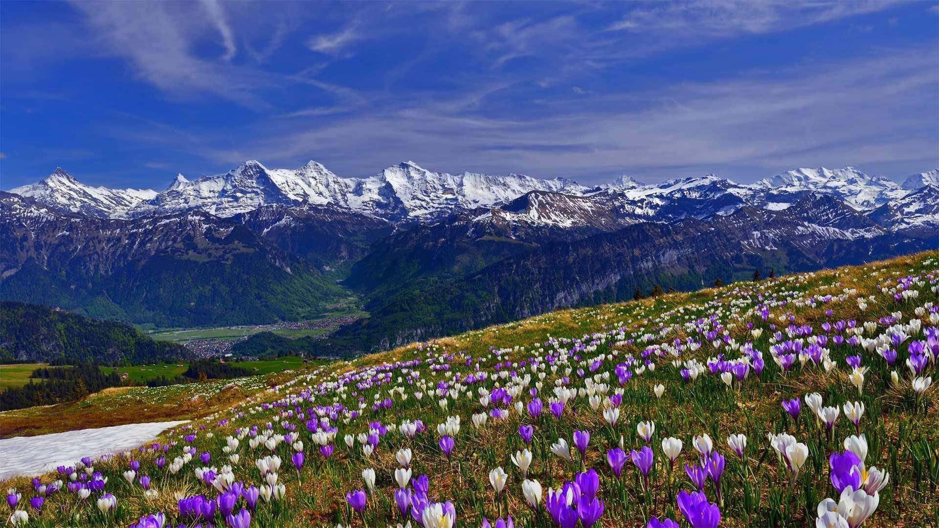 Caption: Majestic Spring Mountain Scenery Wallpaper